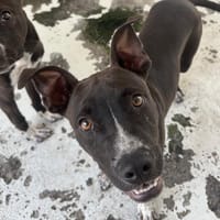PACO, chien à adopter