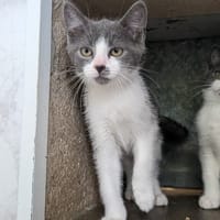 CHAUSSETTE, chat à adopter