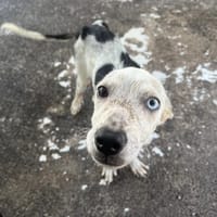 AKINA, chienne à adopter