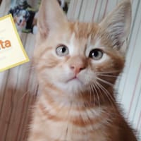 FANTA, chat à adopter