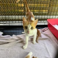 MERIDA, chatte à adopter