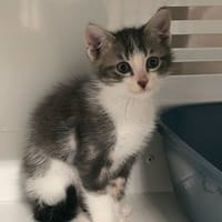 JILOU, chat à adopter