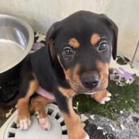 PUMBA (réservé), chien à adopter