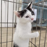 ANGE, chatte à adopter
