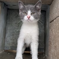 CROQUETTE, chat à adopter