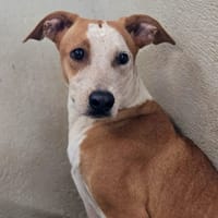 ALYA, chienne à adopter