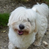 UDESSA CHAO, chienne à adopter
