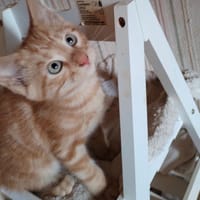 PEACH, chat à adopter