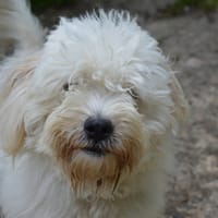LUNA CHAO, chienne à adopter