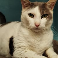 EDWARD, chat à adopter