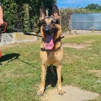 ULYSSE, chien à adopter