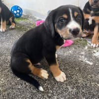 SIMBA, chien à adopter
