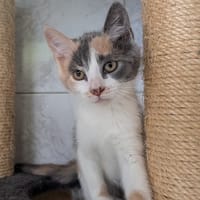 MIETTE, chatte à adopter
