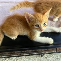 MERLIN, chat à adopter