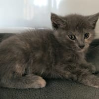 ARIANE, chatte à adopter