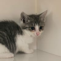JELLY, chatte à adopter