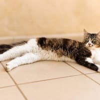 Mirage, chatte à adopter