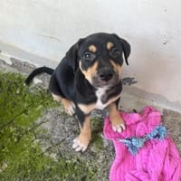 KIARA, chienne à adopter