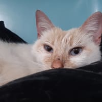 Epine, chatte à adopter