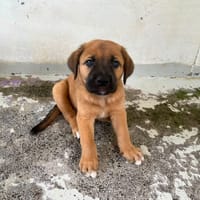 TIMON ( réservé), chien à adopter
