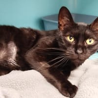 GROOT, chatte à adopter