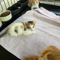 MOANA, chatte à adopter