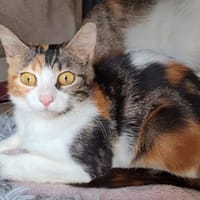 NECTAIRE QCT, chatte à adopter
