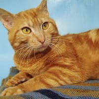 ELVIS, chat à adopter
