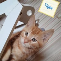 TIGER, chat à adopter