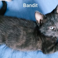 BANDIT, chat à adopter
