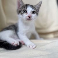 BRUSCH, chat à adopter