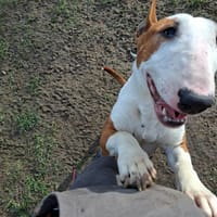 ANA, chienne à adopter