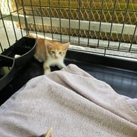 MOWGLI, chat à adopter
