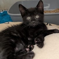 TULOK, chat à adopter