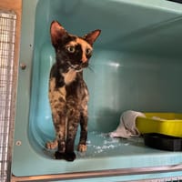 PATRICIA, chatte à adopter