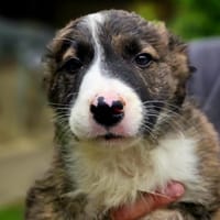 VARKOS, chien à adopter