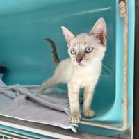 CHANTILLY, chatte à adopter