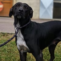 PAQUI, chienne à adopter