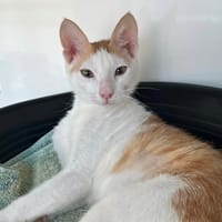 KYA, chat à adopter