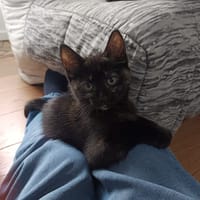 STELLA, chatte à adopter