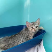 CERISE, chatte à adopter