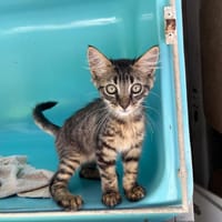 COOKIE, chat à adopter