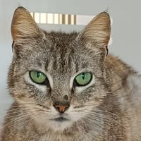 BISOUS, chatte à adopter