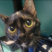 Keira, chatte à adopter