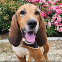 NEWS, chien à adopter