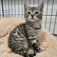 BLIZARRD, chat à adopter
