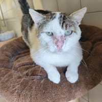 WALLY, chat à adopter