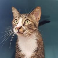 RAGNAR, chat à adopter