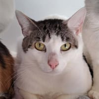 ROQUEFORT QCT, chat à adopter