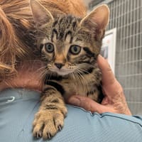 APIK, chatte à adopter